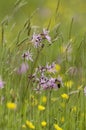 Ragged Robin Royalty Free Stock Photo