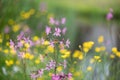 Ragged-robin, Silene flos-cuculi, flowering in a meadow Royalty Free Stock Photo