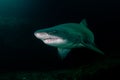 Ragged Tooth Shark in Aliwal Shoal, South Africa Royalty Free Stock Photo