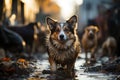 A ragged welsh corgi walking through a crowded slum