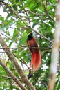 Raggiana Bird-of-paradise