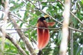 Raggiana Bird-of-paradise