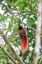 Raggiana Bird-of-paradise