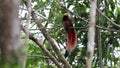 Raggiana bird-of-paradise