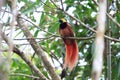 Raggiana Bird-of-paradise