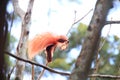 Raggiana Bird-of-paradise