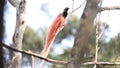 Raggiana Bird-of-paradise