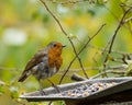 Raggy Robin. Robin Red Breast.