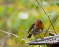 Raggy Robin. Robin Red Breast.