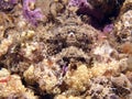 Raggy Scorpianfish - Scorpaenopsis venosa Royalty Free Stock Photo