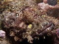 Raggy Scorpianfish - Scorpaenopsis venosa Royalty Free Stock Photo