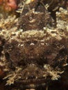 Raggy Scorpianfish - Scorpaenopsis venosa