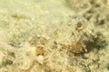 Raggy scorpionfish - juvenile Royalty Free Stock Photo