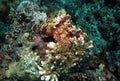 Raggy Scorpionfish Royalty Free Stock Photo