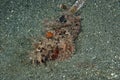 Raggy Scorpionfish Scorpaenopsis venosa Royalty Free Stock Photo