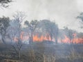 Raging bush fire in a savannah grassland. Royalty Free Stock Photo