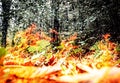 Raging and dangerous tropical forest fire - digital composite. Royalty Free Stock Photo