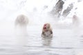 Raging japanese Japanese macaque. Snow monkey Macaca fuscata from Jigokudani Monkey Park in Japan, Yudanaka