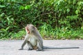 Raging monkey sitting on the road. Asia. Royalty Free Stock Photo