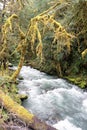 Raging torrent of spring runoff cascades through rain forest