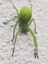 Ragno spider micrommata virescens