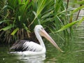 Ragunan zoo, Jakarta