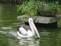 Ragunan zoo, Jakarta