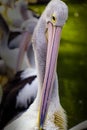 Headshot of a Pelican Bird at Ragunan Zoo, Jakarta, Indonesia.