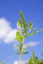 Ragweed