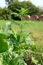 Ragweed (Ambrosia artemisiifolia)