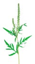 Ragweed - Ambrosia artemisiofolia