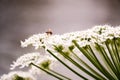 Ragweed with bee, flower with beetle, white flower,flower, nature, white