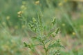 Ragweed bush is blooming. Ambrosia pollen allergy concept