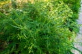 Ragweed bushes. Ambrosia artemisiifolia causing allergy summer and autumn. ambrosia is a dangerous weed. its pollen causes a