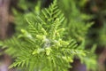 Ragweed bushes. Ambrosia artemisiifolia dangerous allergy-causing plant to meadow among summer herbs. Top view Royalty Free Stock Photo