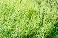 Ragweed bushes background Royalty Free Stock Photo