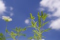 Ragweed in coluds