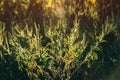 Ragweed flowering plants in the genus Ambrosia, it\'s pollen is a common allergen