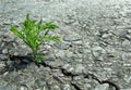 Ragweed growing in a cracks on the asphalt. green sprout in a crack on the road