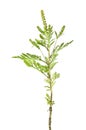 ragweed isolated on white background Royalty Free Stock Photo