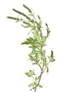 ragweed isolated on white background Royalty Free Stock Photo