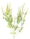 Ragweed isolated on white background Royalty Free Stock Photo