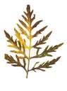 Ragweed leaf Royalty Free Stock Photo