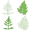 Ragweed leaves illustration set