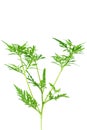 Ragweed plant in allergy season isolated on white