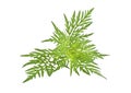 Ragweed plant in allergy season isolated on white background, common allergen