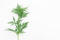 Ragweed plant Ambrosia genus on white background. Seasonal allergy