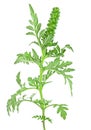 Ragweed plant isolated on white background. Ambrosia genus. Common Ragweed. Ambrosia artemisiifolia Royalty Free Stock Photo