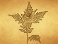 Ragweed plant on old paper background
