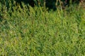 Ragweed plants (Ambrosia artemisiifolia)